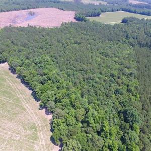 Photo of SOLD!!  16 Acres of Hunting Land For Sale in Southampton County VA!