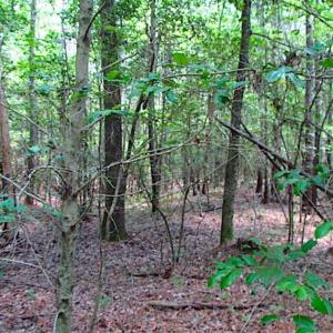 Photo of SOLD!!  16 Acres of Hunting Land For Sale in Southampton County VA!