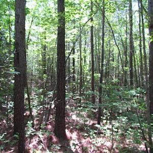 Photo of SOLD!!  16 Acres of Hunting Land For Sale in Southampton County VA!