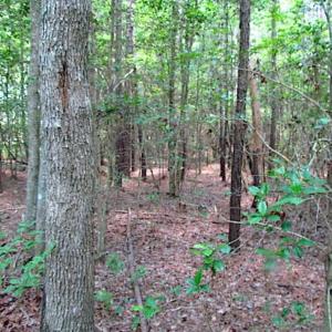 Photo of SOLD!!  16 Acres of Hunting Land For Sale in Southampton County VA!