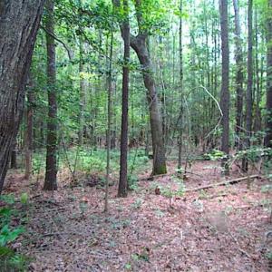 Photo of SOLD!!  16 Acres of Hunting Land For Sale in Southampton County VA!