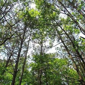 Photo of SOLD!!  5 Acres of Hunting Land of Southampton County VA!