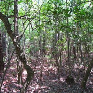 Photo of SOLD!!  5 Acres of Hunting Land of Southampton County VA!