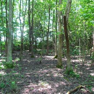 Photo of SOLD!!  5 Acres of Hunting Land of Southampton County VA!