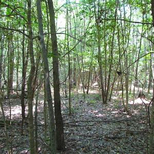 Photo of SOLD!!  5 Acres of Hunting Land of Southampton County VA!