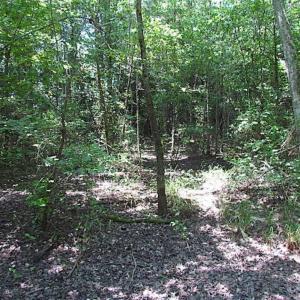Photo of SOLD!!  5 Acres of Hunting Land of Southampton County VA!