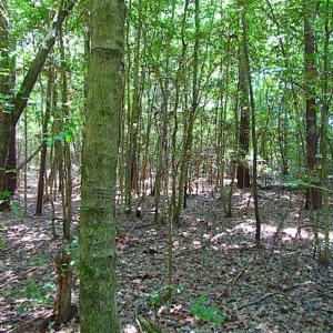Photo of SOLD!!  5 Acres of Hunting Land of Southampton County VA!