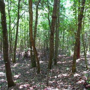 Photo of SOLD!!  5 Acres of Hunting Land of Southampton County VA!