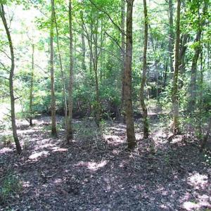 Photo of SOLD!!  5 Acres of Hunting Land of Southampton County VA!