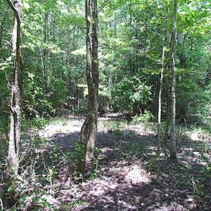 Photo of SOLD!!  5 Acres of Hunting Land of Southampton County VA!