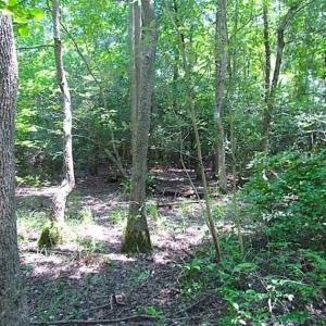 Photo of SOLD!!  5 Acres of Hunting Land of Southampton County VA!