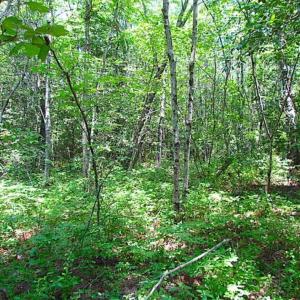 Photo of SOLD!!  5 Acres of Hunting Land of Southampton County VA!