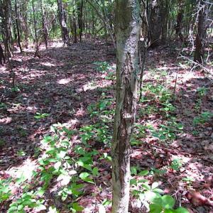 Photo of SOLD!!  5 Acres of Hunting Land of Southampton County VA!