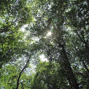 Photo of SOLD!!  5 Acres of Hunting Land of Southampton County VA!