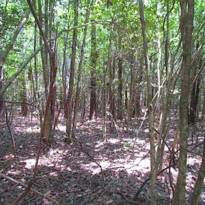 Photo of SOLD!!  5 Acres of Hunting Land of Southampton County VA!
