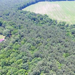 Photo of SOLD!!  5 Acres of Hunting Land of Southampton County VA!