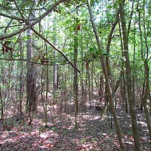 Photo of SOLD!!  5 Acres of Hunting Land of Southampton County VA!