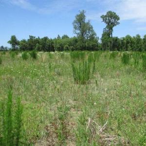 Photo of 50 acres of Residential and Clear Cut Land For Sale in Suffolk County VA!