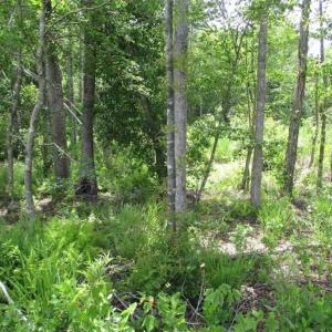 Photo of 50 acres of Residential and Clear Cut Land For Sale in Suffolk County VA!
