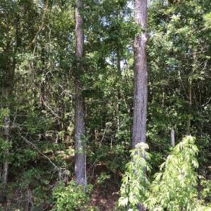 Photo of SOLD!!  6 Acres of Residential Land For Sale in Columbus County NC!
