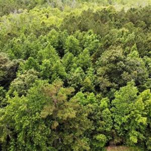 Photo of 23 Ac of Commercial / Residential Development Land in Currituck County NC!