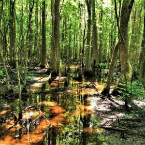 Photo of SOLD!!  245 Acres of Hunting Land with Cabin for Sale in Gates County NC!