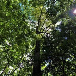 Photo of SOLD!!  245 Acres of Hunting Land with Cabin for Sale in Gates County NC!