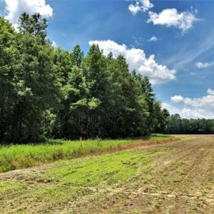 Photo of SOLD!!  245 Acres of Hunting Land with Cabin for Sale in Gates County NC!