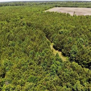 Photo of SOLD!!  245 Acres of Hunting Land with Cabin for Sale in Gates County NC!