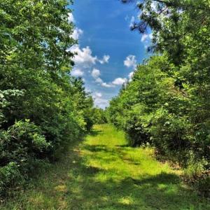Photo of SOLD!!  245 Acres of Hunting Land with Cabin for Sale in Gates County NC!