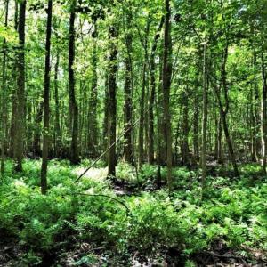 Photo of SOLD!!  245 Acres of Hunting Land with Cabin for Sale in Gates County NC!