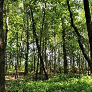 Photo of SOLD!!  245 Acres of Hunting Land with Cabin for Sale in Gates County NC!