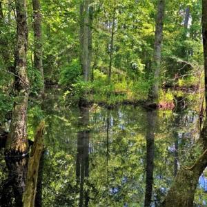 Photo of SOLD!!  245 Acres of Hunting Land with Cabin for Sale in Gates County NC!