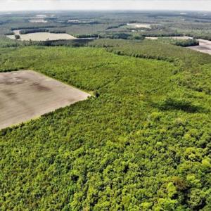 Photo of SOLD!!  245 Acres of Hunting Land with Cabin for Sale in Gates County NC!