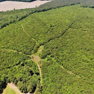Photo of SOLD!!  245 Acres of Hunting Land with Cabin for Sale in Gates County NC!