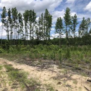 Photo of SOLD!!  283 Acres of Timber and Hunting Land in Marion/Dillon Counties SC!