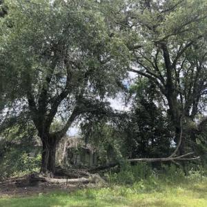 Photo of SOLD!!  283 Acres of Timber and Hunting Land in Marion/Dillon Counties SC!