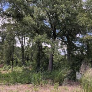 Photo of SOLD!!  283 Acres of Timber and Hunting Land in Marion/Dillon Counties SC!