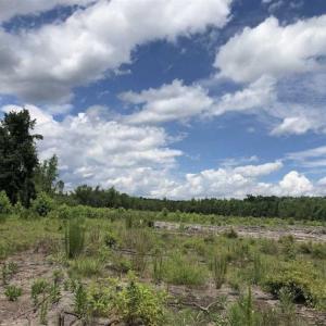 Photo of SOLD!!  283 Acres of Timber and Hunting Land in Marion/Dillon Counties SC!