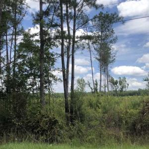 Photo of SOLD!!  283 Acres of Timber and Hunting Land in Marion/Dillon Counties SC!