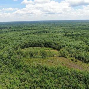 Photo of SOLD!!  283 Acres of Timber and Hunting Land in Marion/Dillon Counties SC!