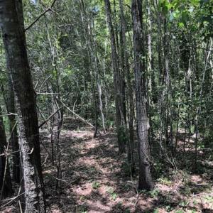 Photo of SOLD!!  283 Acres of Timber and Hunting Land in Marion/Dillon Counties SC!