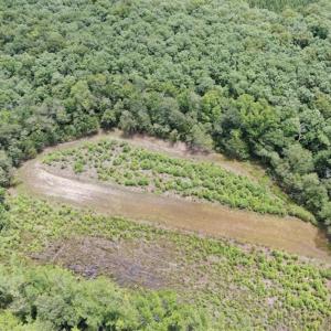 Photo of SOLD!!  283 Acres of Timber and Hunting Land in Marion/Dillon Counties SC!