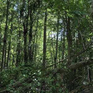 Photo of SOLD!!  283 Acres of Timber and Hunting Land in Marion/Dillon Counties SC!
