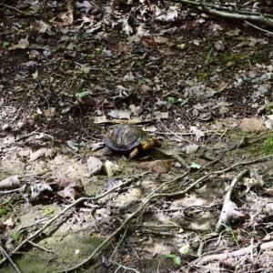 Photo of 24 Acres of Hunting and Recreation Land For Sale in Pittsylvania County VA!