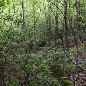 Photo of 24 Acres of Hunting and Recreation Land For Sale in Pittsylvania County VA!