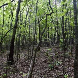 Photo of 24 Acres of Hunting and Recreation Land For Sale in Pittsylvania County VA!