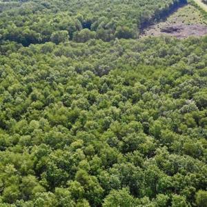 Photo of 24 Acres of Hunting and Recreation Land For Sale in Pittsylvania County VA!
