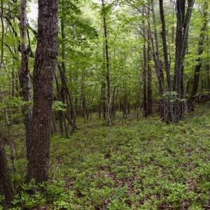 Photo of 24 Acres of Hunting and Recreation Land For Sale in Pittsylvania County VA!