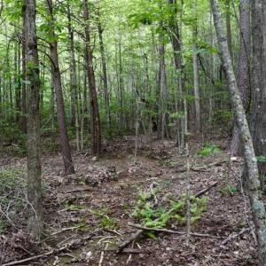 Photo of 24 Acres of Hunting and Recreation Land For Sale in Pittsylvania County VA!